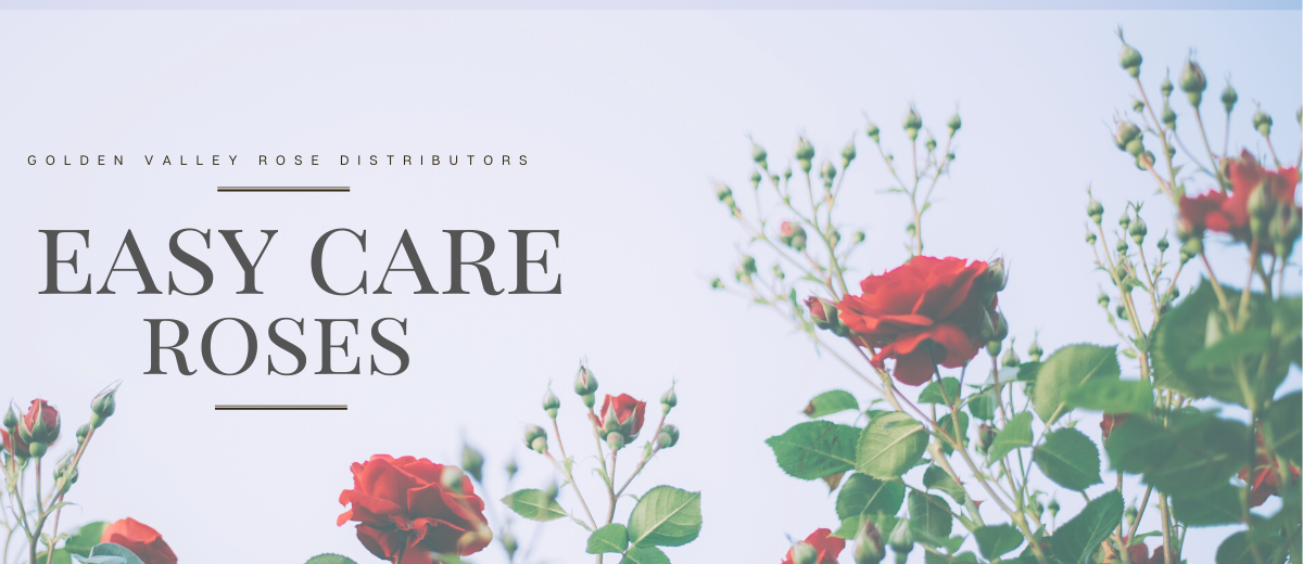 Golden Valley Rose Distributors LLC