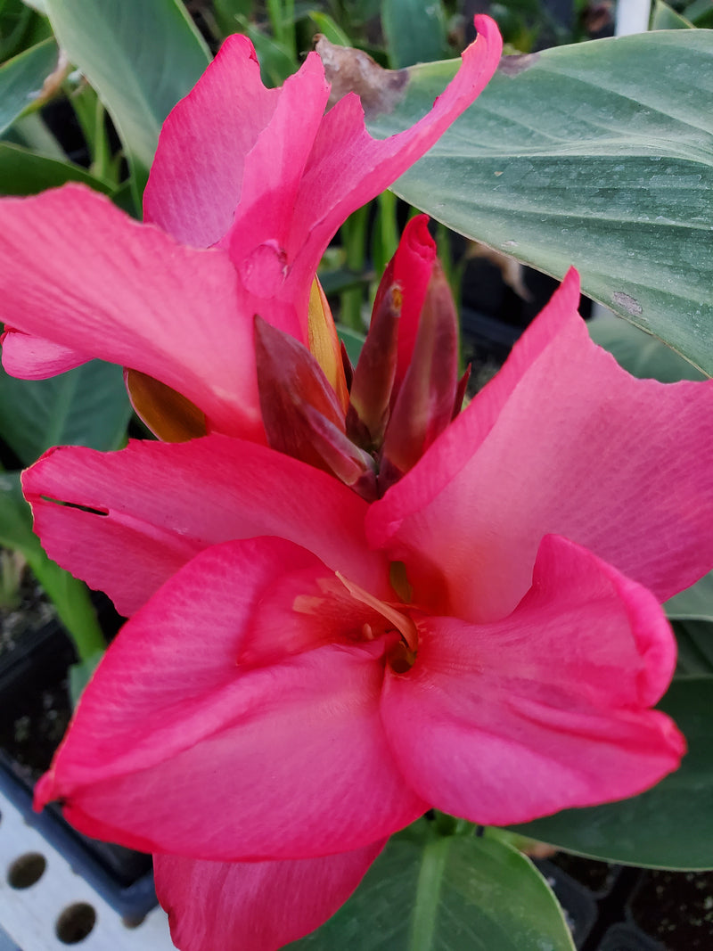Salmon Canna Lilly