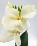 White Canna Lilly
