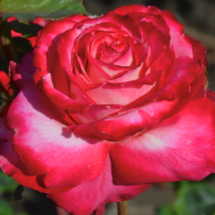 Mon Cheri - 1 Gallon Own Root Rose
