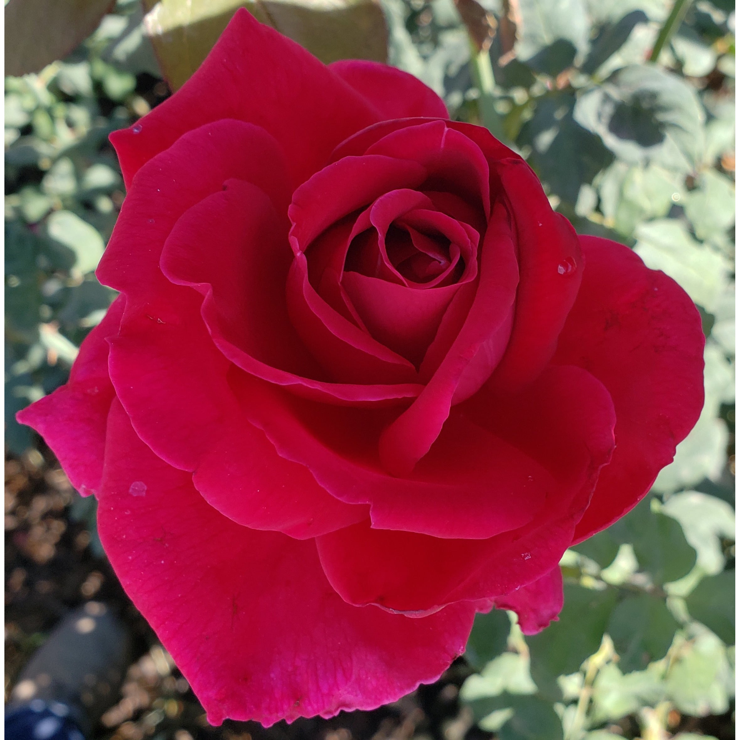 Mister Lincoln Hybrid Tea Rose - Shop Roses