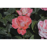 Touch of Class - 1 Gallon Own Root Rose