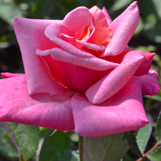 First Prize – Golden Valley Rose Distributors LLC