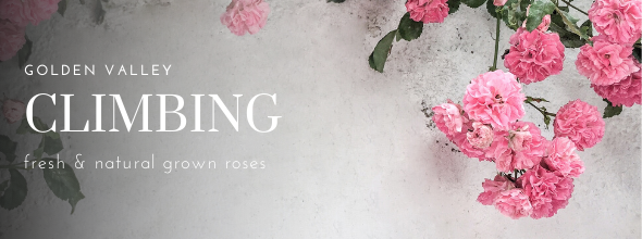 Golden Valley Rose Distributors LLC