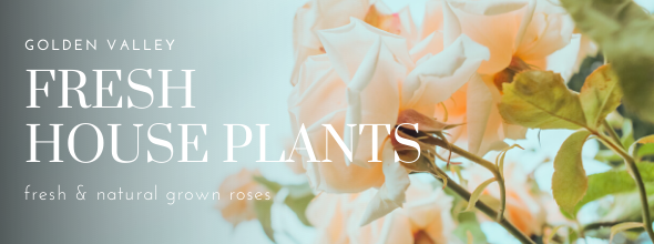 Golden Valley Rose Distributors LLC