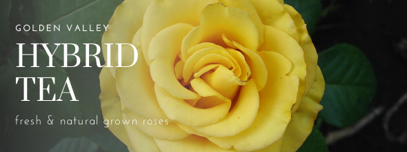 Golden Valley Rose Distributors LLC