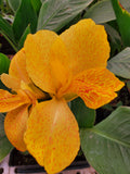 Yellow Canna Lilly