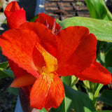 Bronze Scarlet Canna Lilly - Red Leaves