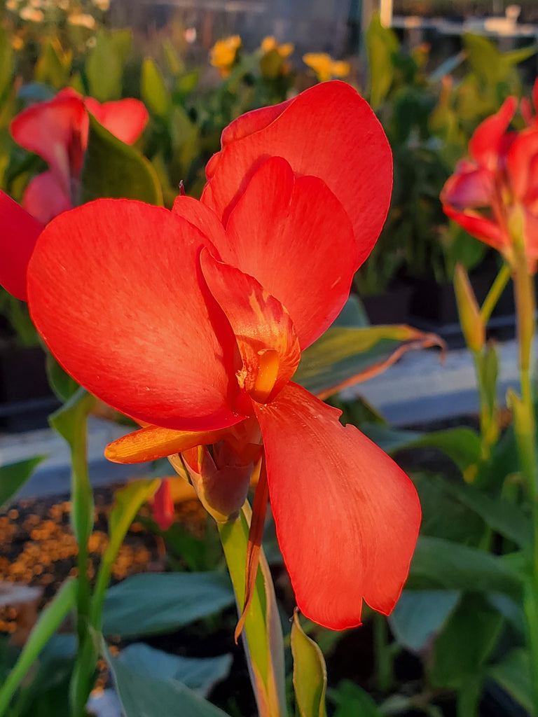 Red Canna Lilly