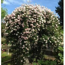 Cecille Brunner - 1 Gallon Own Root Rose