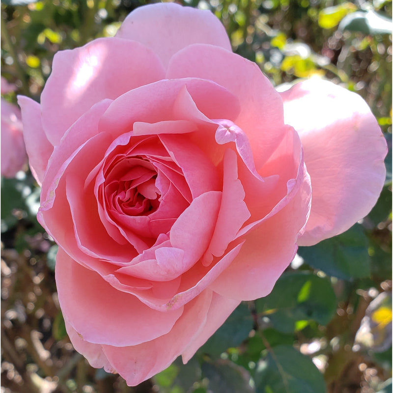 Queen Elizabeth - 1 Gallon Own Root Rose