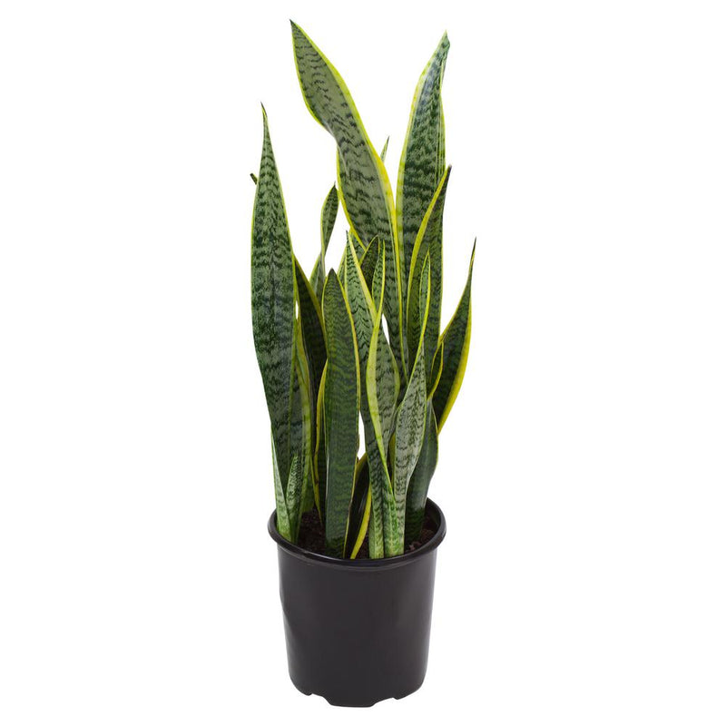 Snake Plant