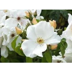 Sally Holmes Climber - 1 Gallon Own Root Rose